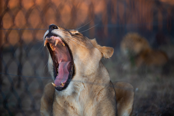 Lioness Andi yawning 