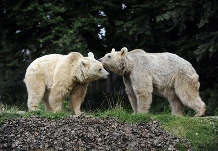 Bears kissing