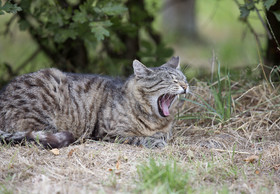 Spring Is Here – And It’s Mating Time for Cats