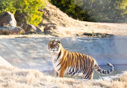 Tiger Jade at LIONSROCK