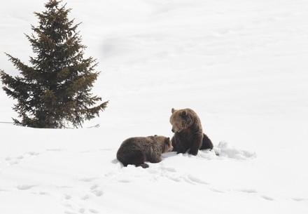 Bären zum ersten Mal wieder im Schnee