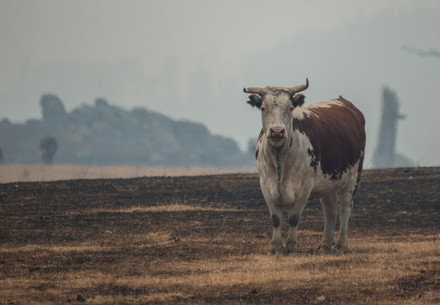 cow in dry field