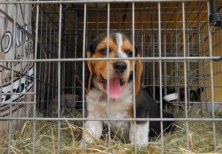Dog being transported in a transport cage