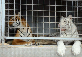 22,000 euros for a tiger: The trade in big cats from Europe is booming