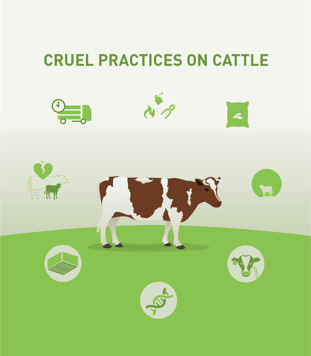 Cruel Practices on Cattle