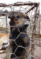 Der Hunde- und Katzenfleischhandel in Südostasien: Eine Gefahr für Tiere und Menschen