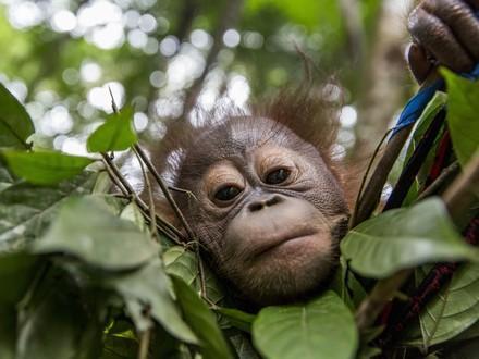 Orangutan Gonda