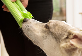 Vegetarian and Vegan Diet for Pets