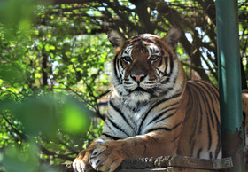 Rescue Tigress Dehli