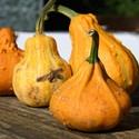 ornamental pumpkin