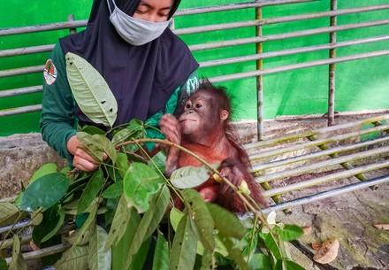 Damai arrive à l'ECOLE DE LA FORÊT pour orangs-outans