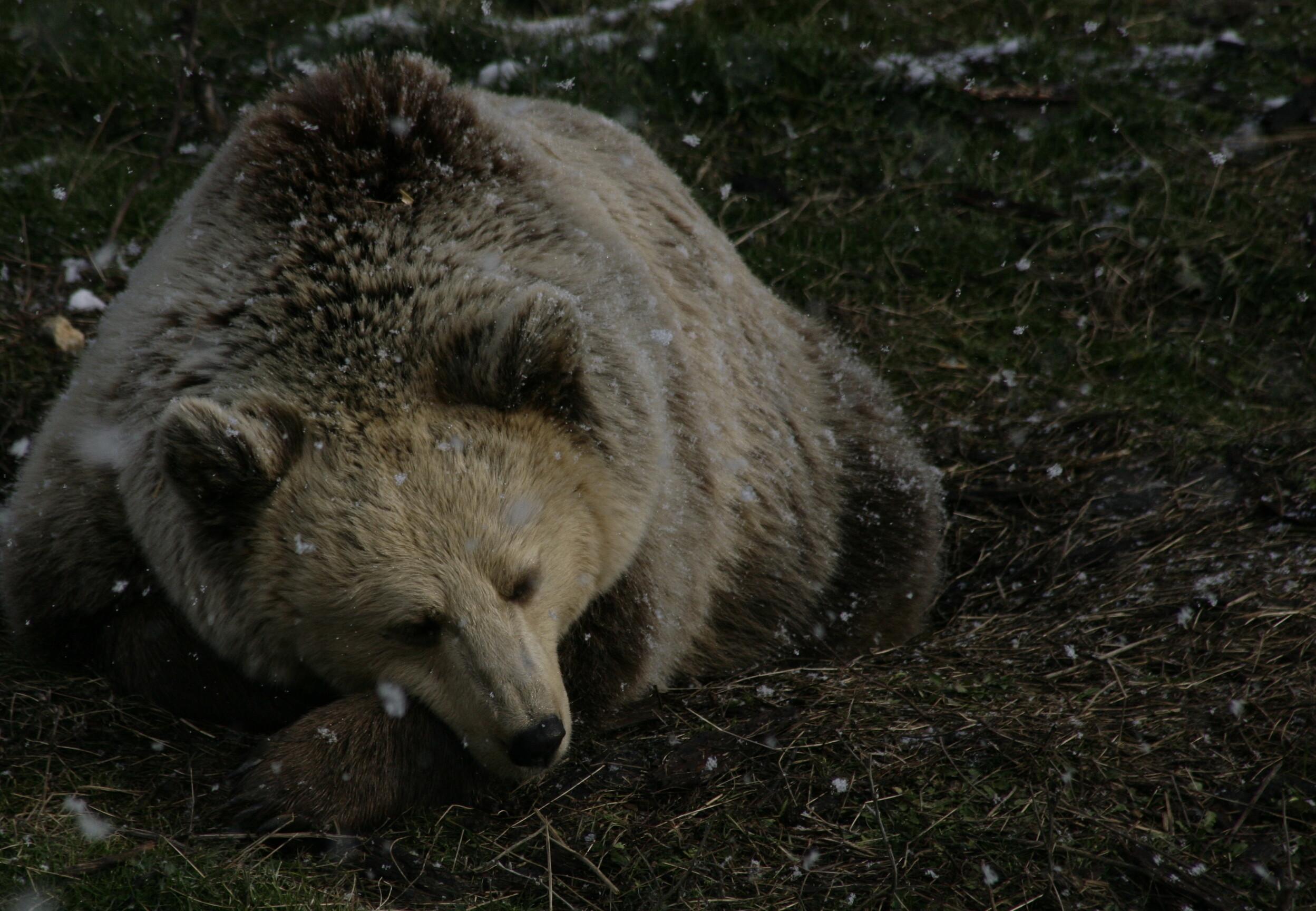Brown Bear: Torpor or Hibernation? - FOUR PAWS International - Animal  Welfare Organisation