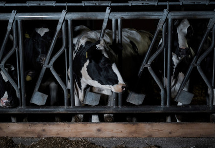 Dairy cattle in a barn in Germany