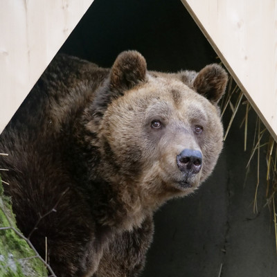 A brown bear looking out from a den
