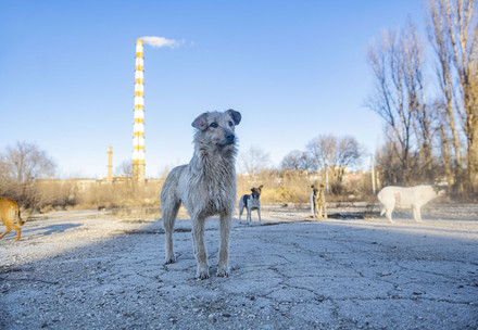 Stray dog in Moldova