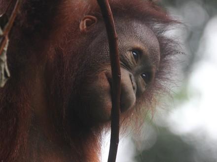 Orangutan Damai