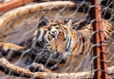 Tiger in kleinem Käfig