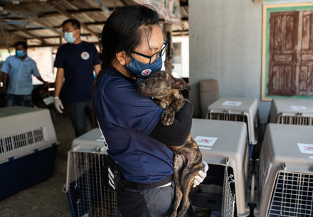 Member of FOUR PAWS staff holding a small puppy in front of numerous travel crates