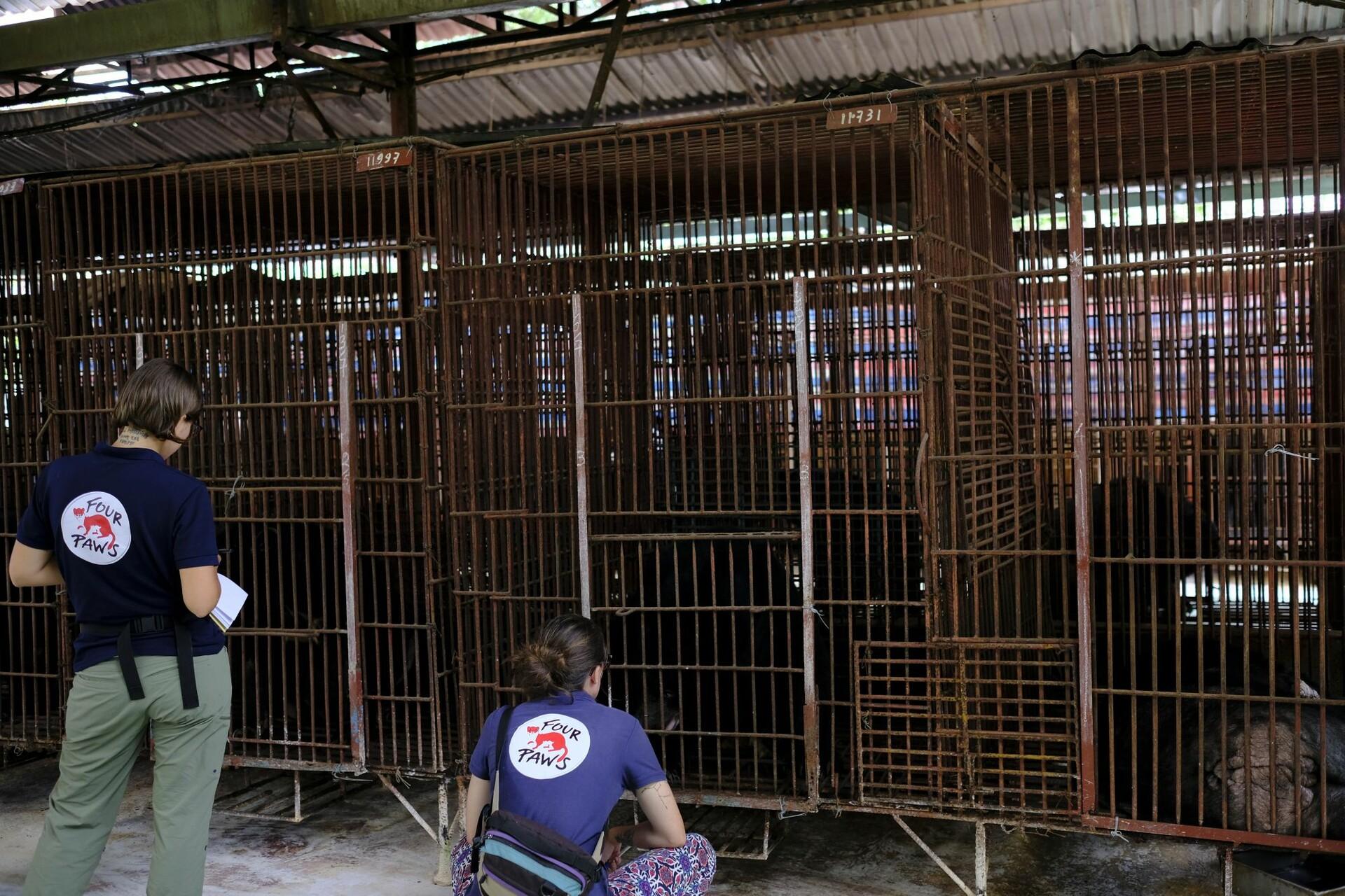 Bile bear caged in a bile bear farm