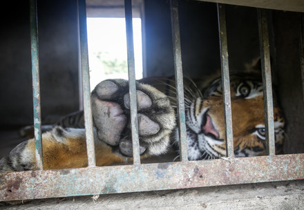 Caged tiger lying in concrete room 