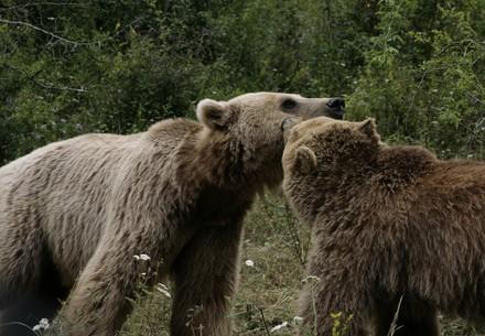 Bears Pashuk and Gjina at BEAR SANCTUARY Prishtina