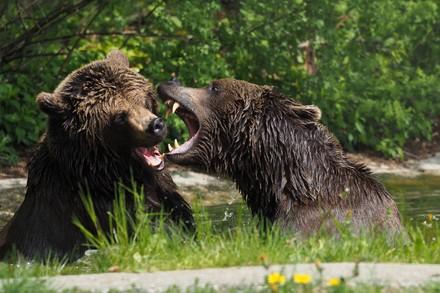 Bears playing in the pond