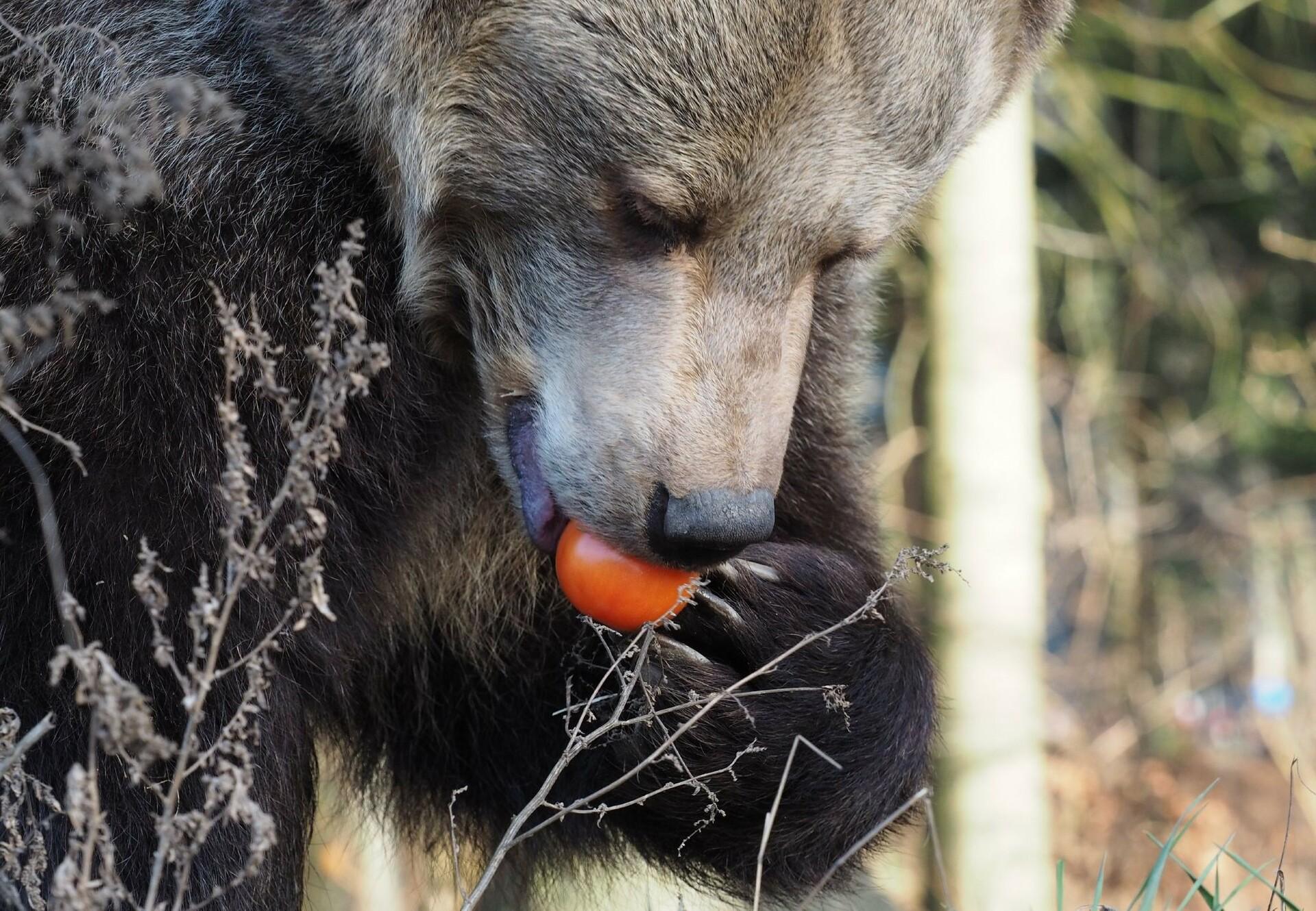 Brown Bear: Food & Feeding Behaviour - FOUR PAWS International - Animal  Welfare Organisation