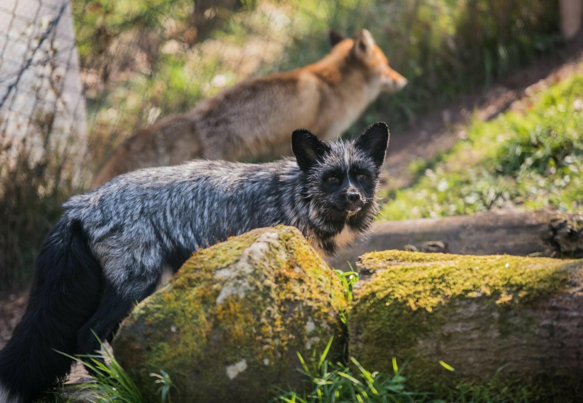 AnimalRescue: Jackson the silver fox - #WearItKind - a Campaign of FOUR PAWS