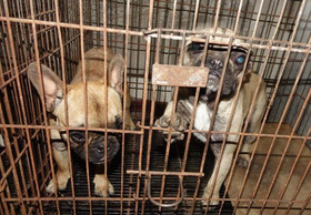 European Parliament Requests Mandatory Registration of All Dogs and Cats to Combat Illegal Pet Trade