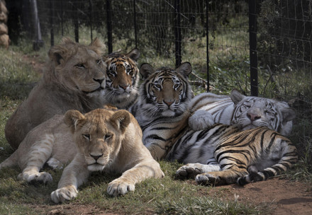 Des lions et des tigres dans un élevage en Afrique du Sud