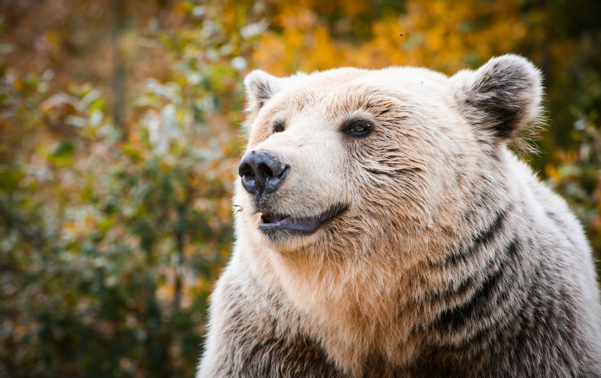 close up of brown bear with happy look on face