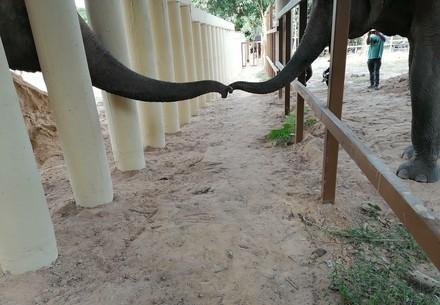 Kaavan interacts with another elephant