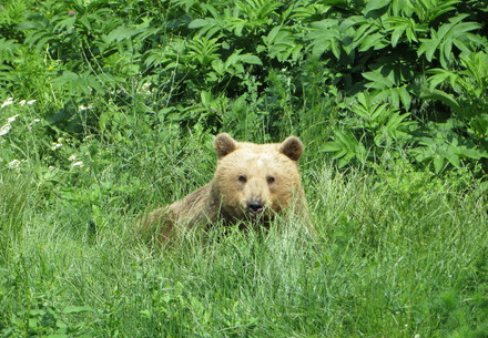 Bear sitting in the grass