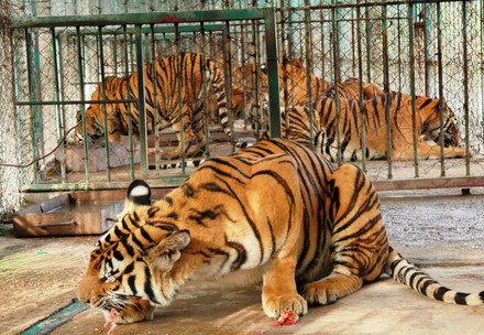 Investigation into Tiger Mafia