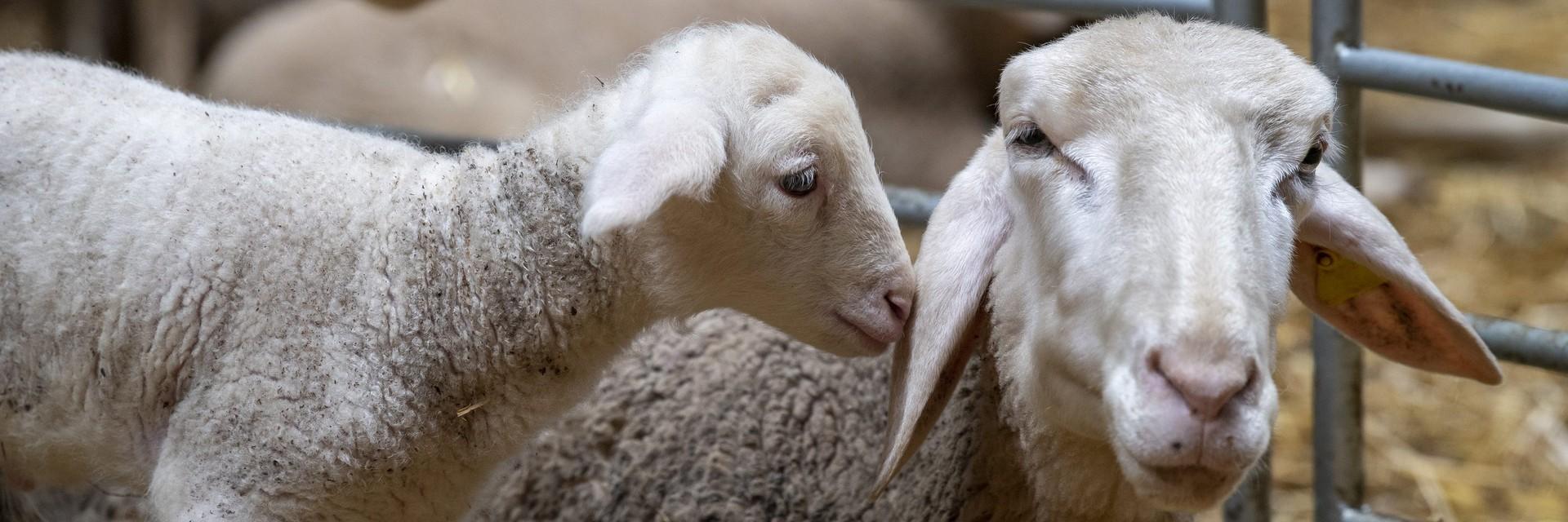 Lambs in a barn