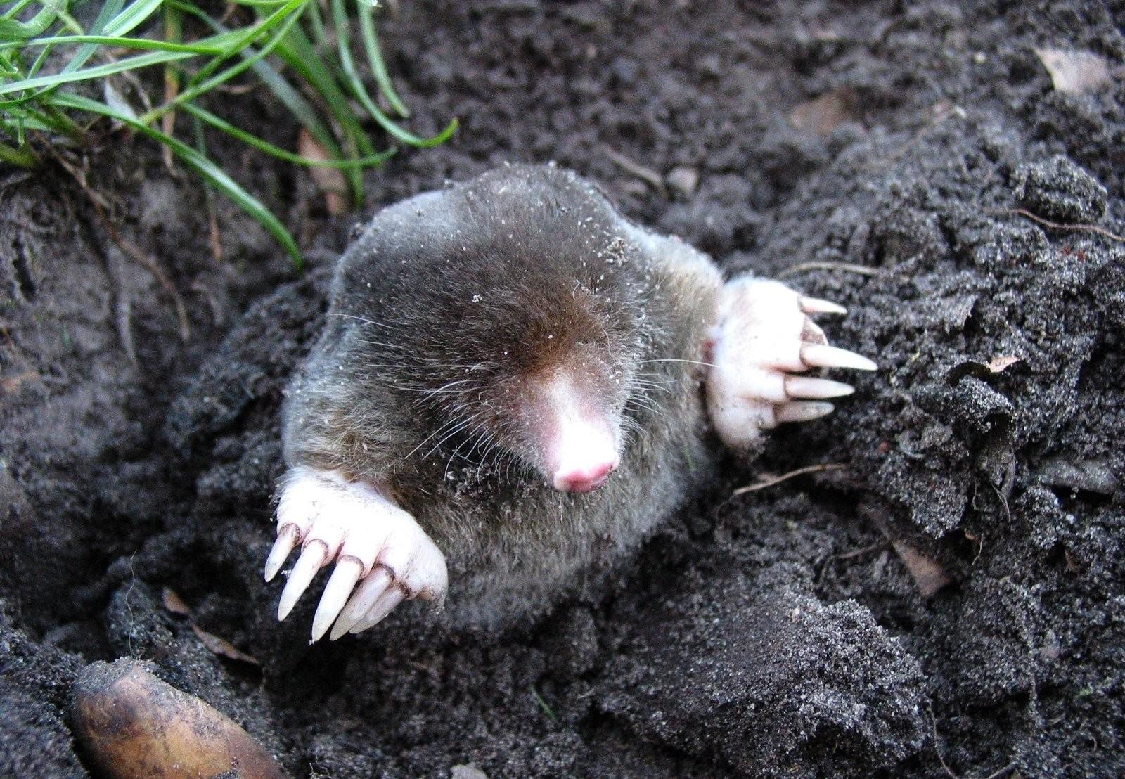 The Mole: An Underground Guest - FOUR PAWS International - Animal Welfare  Organisation