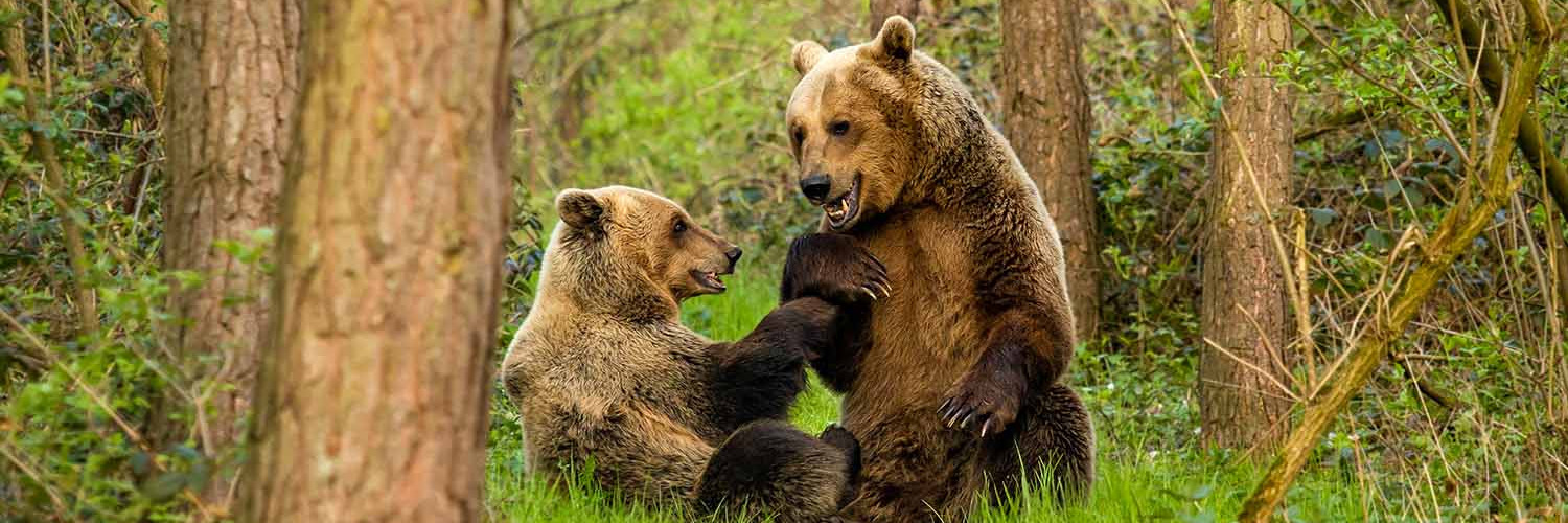 10 Facts About Brown Bears - FOUR PAWS International - Animal Welfare  Organisation