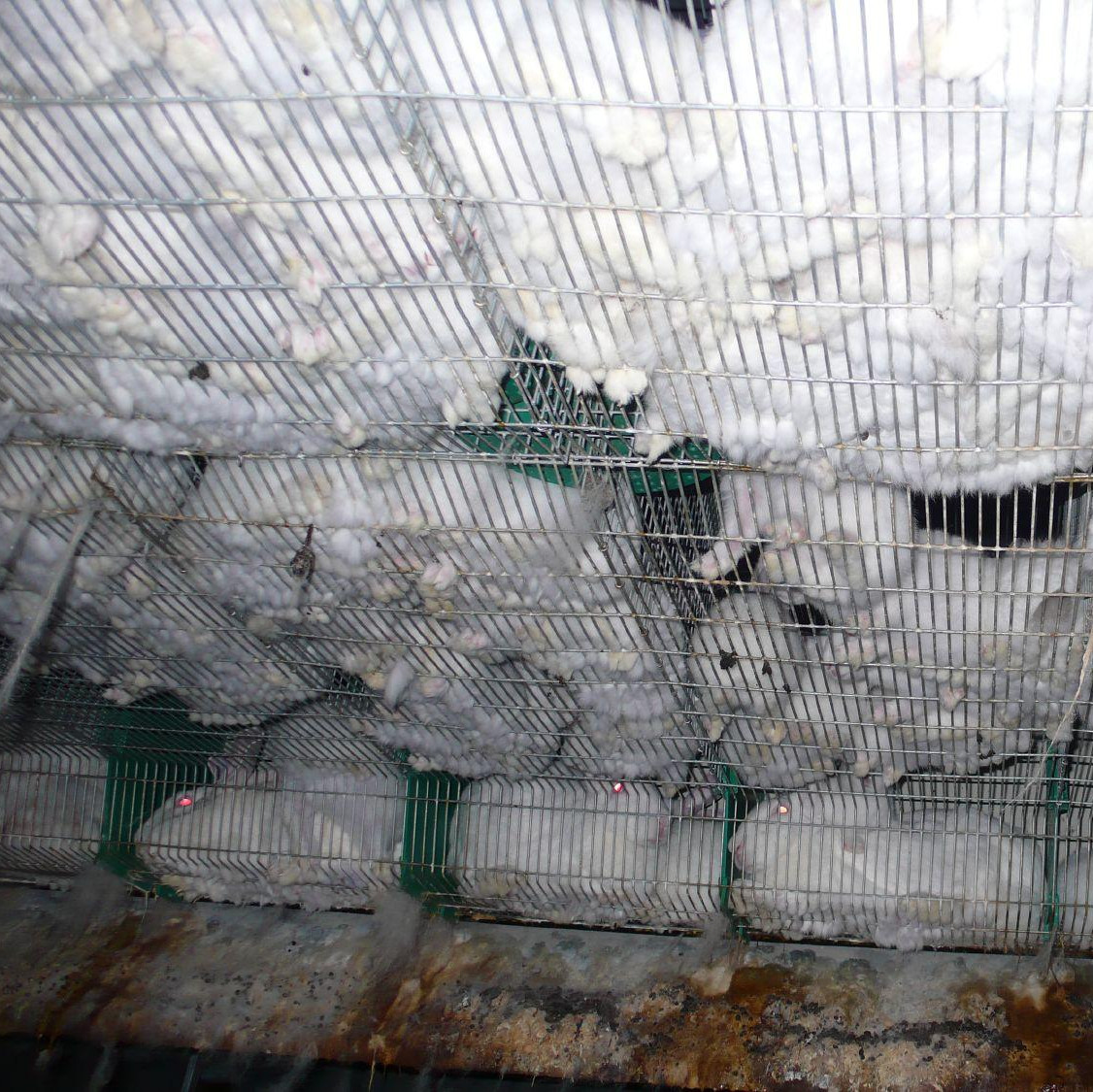 White rabbits on wire mesh flooring