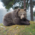 Bear Brumca sits on her den.