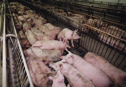 Des porcs dans un élevage en batterie