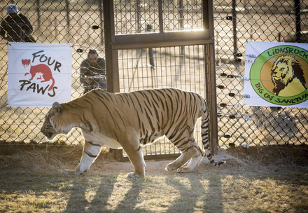 Tiger Laziz being released into his enclosure 