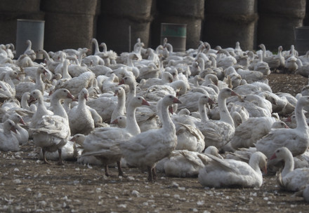 Industrial goose farm in Poland
