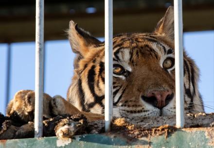 Tiger in einem Käfig
