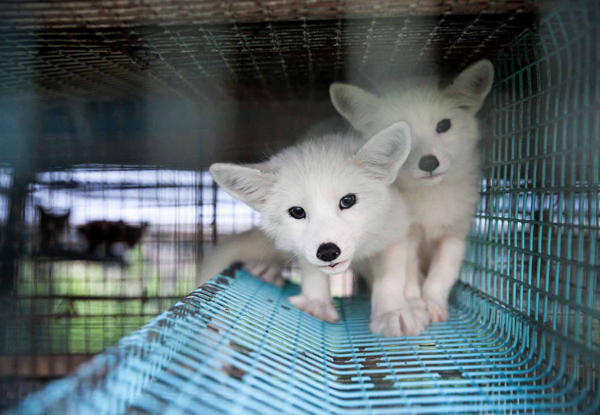 Foxes in cage on fur farm