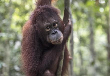 Orangutan Cantik