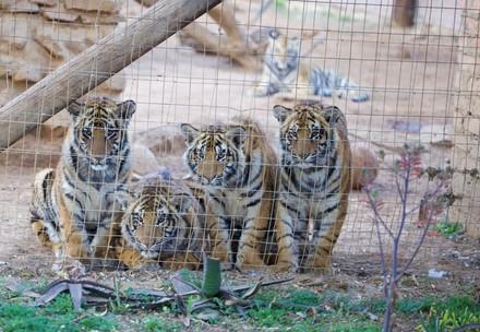 Des tigres en captivité