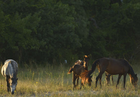 Managing the Wild Horses Population in Romania
