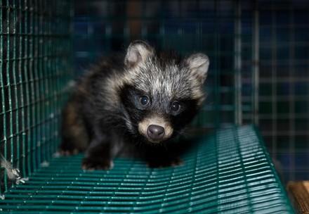 A baby racoon dog standing on a metal mesh flooring, within a cage on a fur farm