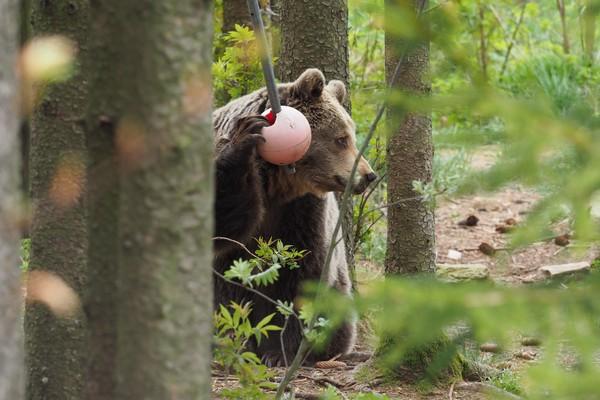 Enrichment For bears