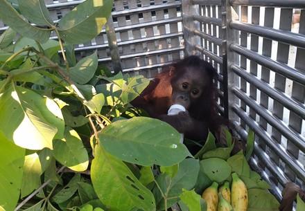 Orphaned orangutan rescued by FOUR PAWS